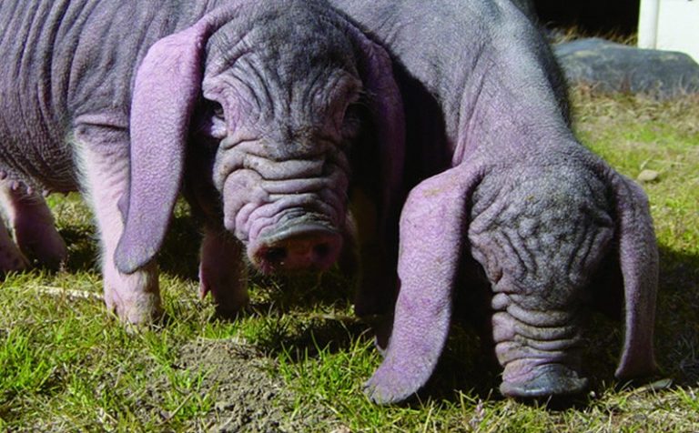 ちょっと変わった豚の品種 肉処とよた